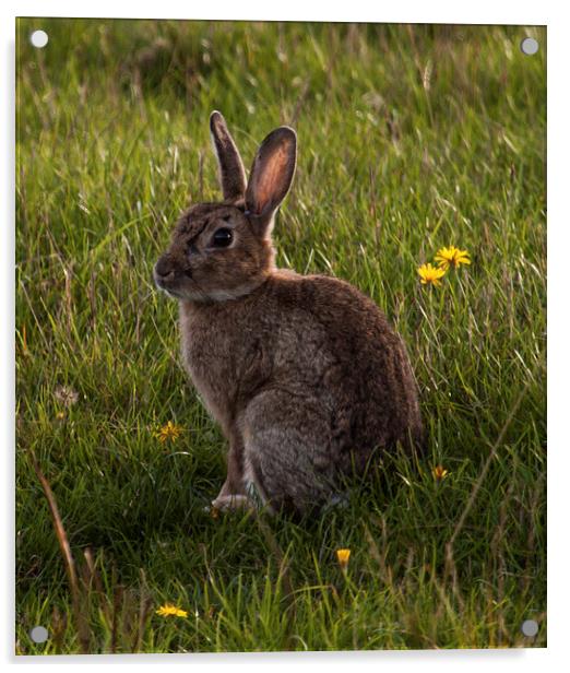 Rabbit posing for the camera at Elmley Nature Rese Acrylic by Michael Crawford