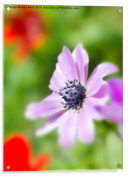 anemone flower Acrylic by John Boud