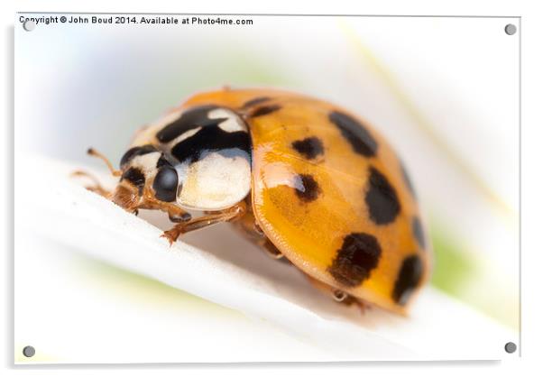 Harlequin asian  Ladybird Harmonia axyridis Acrylic by John Boud