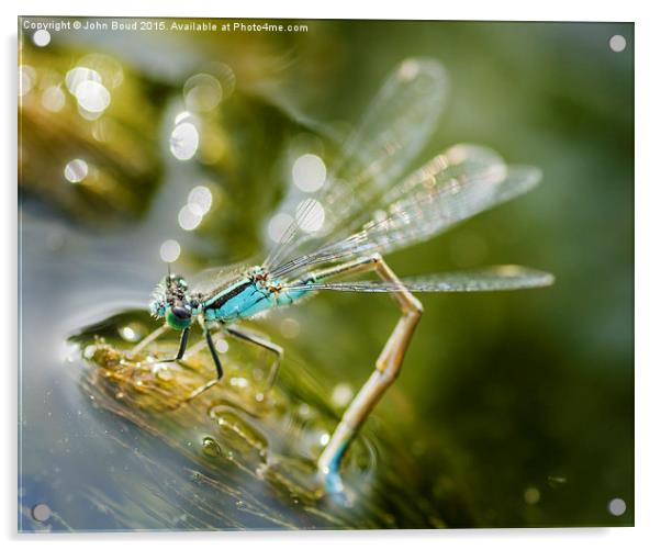 Blue  Damselfly laying eggs Acrylic by John Boud