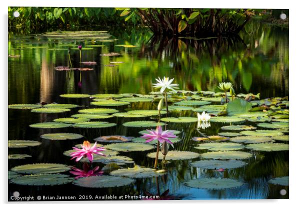 Water Lilies Acrylic by Brian Jannsen