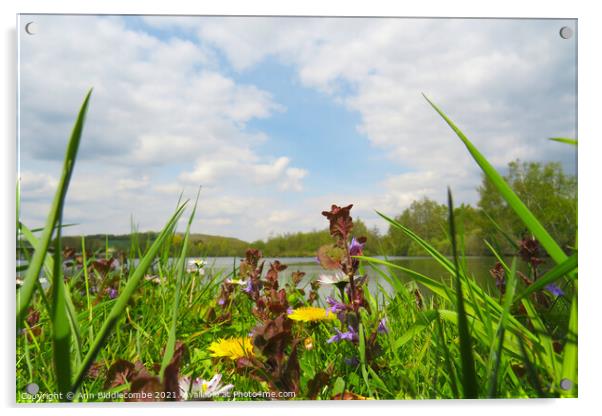 Wild flowers around the lake Acrylic by Ann Biddlecombe