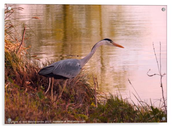 Beautiful Heron looking for fish Acrylic by Ann Biddlecombe