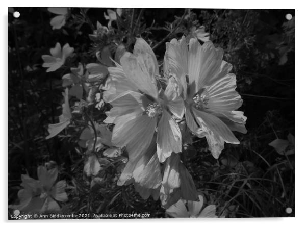 Musk Mallow a pretty wild flower in monochrome Acrylic by Ann Biddlecombe