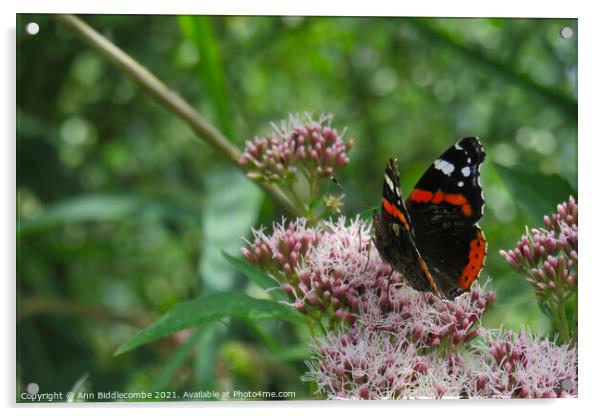Red Admiral Butterfly Enjoying the tree blossom Acrylic by Ann Biddlecombe