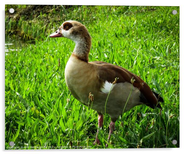 Egyptian goose Acrylic by Ann Biddlecombe