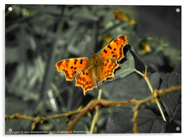 Comma butterfly with green faded out Acrylic by Ann Biddlecombe