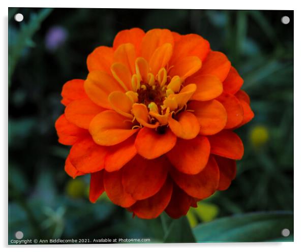 Orange flower Acrylic by Ann Biddlecombe