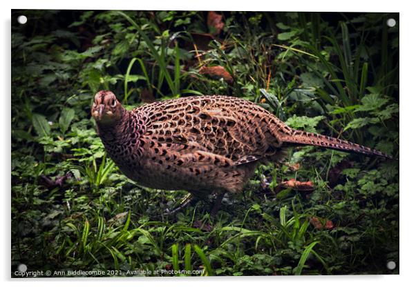Pheasant Hen in grass Acrylic by Ann Biddlecombe