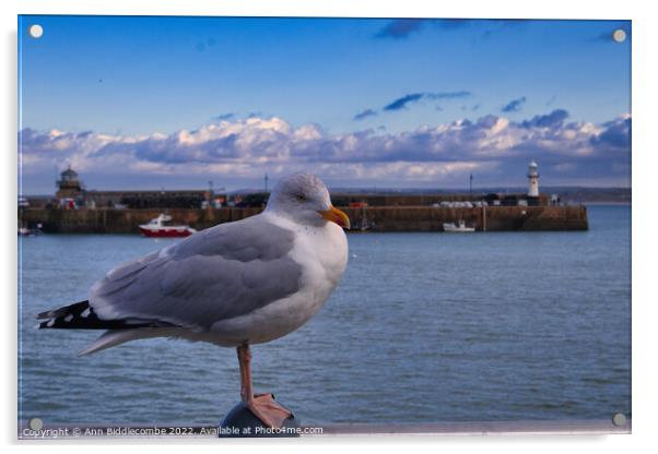 St Ives Seagull with lighthouse  Acrylic by Ann Biddlecombe