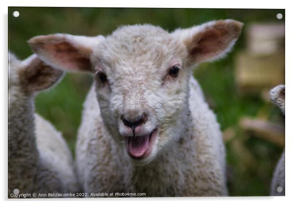 Lamb calling Acrylic by Ann Biddlecombe