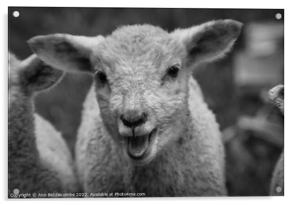 Lamb calling in black and white Acrylic by Ann Biddlecombe