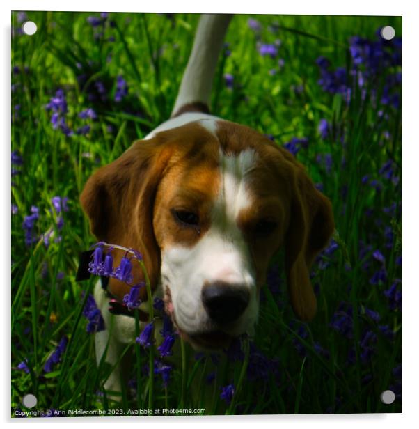 Beagle in bluebells Acrylic by Ann Biddlecombe