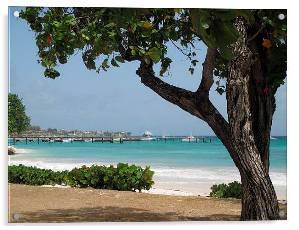 Barbados Oistins Jetty in Christchurch Acrylic by Ann Biddlecombe