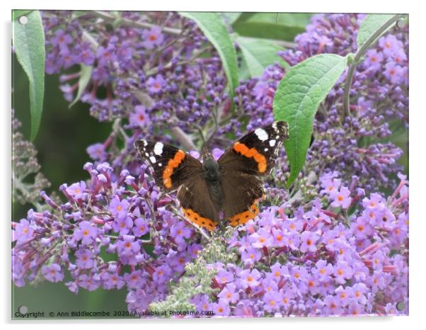  Red admiral  butterfly Acrylic by Ann Biddlecombe