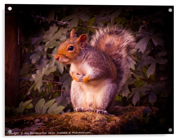 Watching Squirrel  Acrylic by Ann Biddlecombe