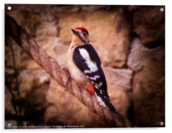 Woodpecker Acrylic by Ann Biddlecombe