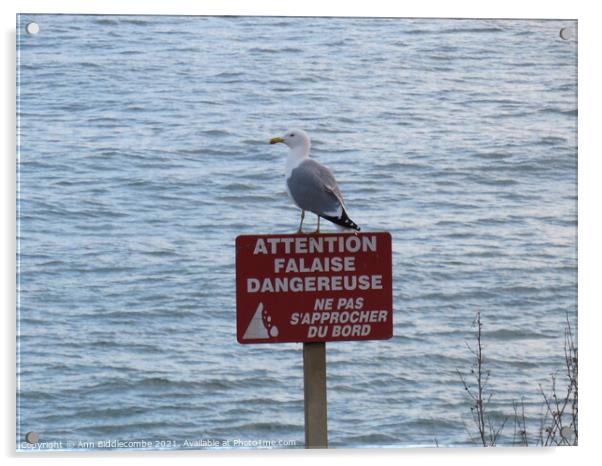 Seagull on a danger sign Acrylic by Ann Biddlecombe