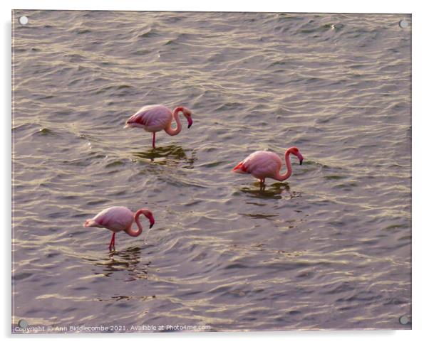 Three European Pink Flamingos Acrylic by Ann Biddlecombe