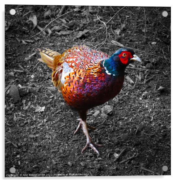 Pheasant looking, in color with monochrome backgro Acrylic by Ann Biddlecombe