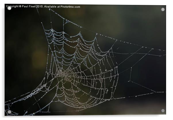 Dew laden cobweb Acrylic by Paul Fleet