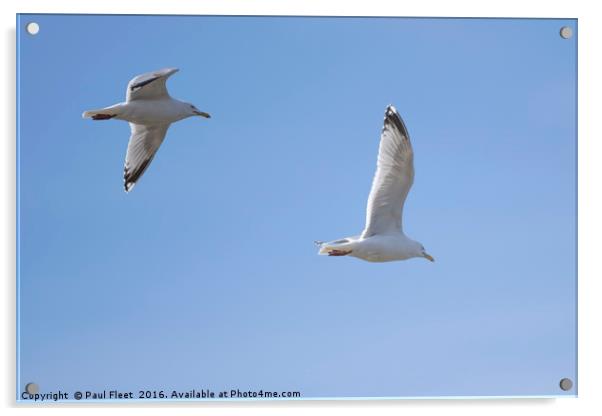 Herring Gulls In Flight Acrylic by Paul Fleet