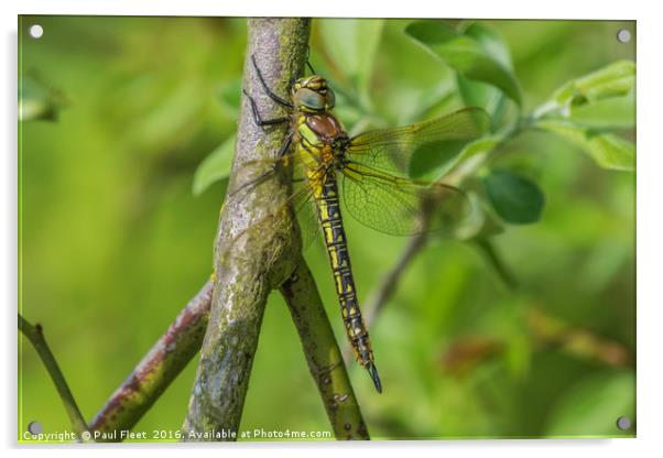 Female Hairy Dragonfly Acrylic by Paul Fleet