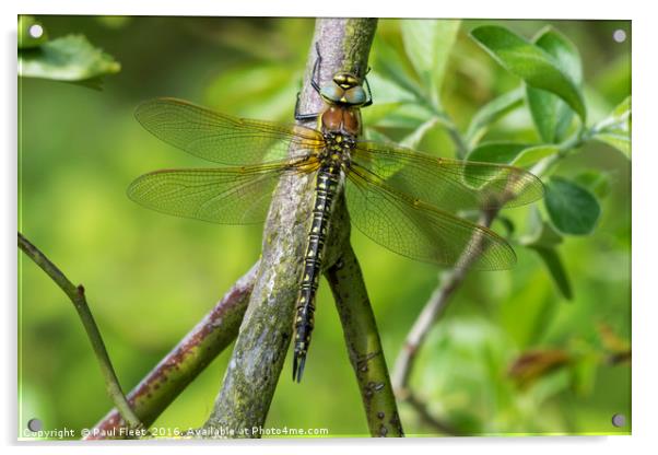 Female Hairy Hawker Dragonfly Acrylic by Paul Fleet