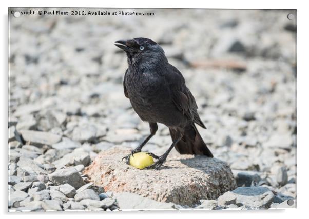 Jackdaw Bird Feeding Acrylic by Paul Fleet