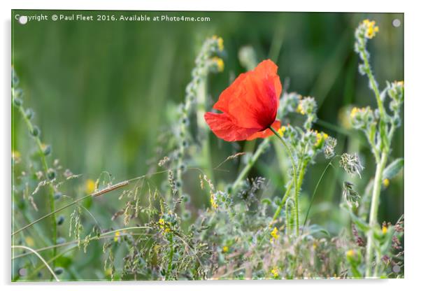 Single Wild Poppy Acrylic by Paul Fleet