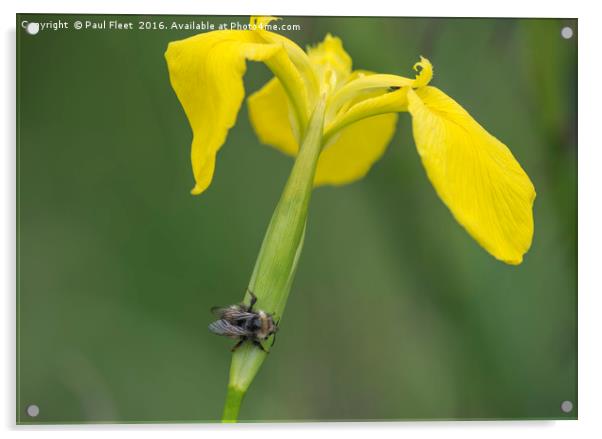 Yellow Iris with Wild Bee Acrylic by Paul Fleet