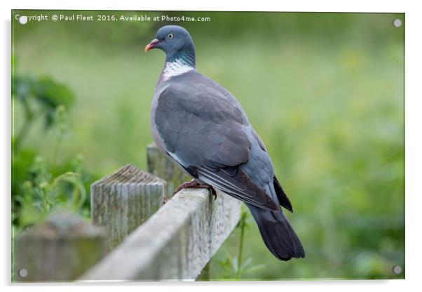 Proud Wood Pigeon Acrylic by Paul Fleet