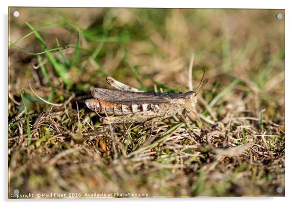 Well camouflaged Field Grasshopper  Acrylic by Paul Fleet