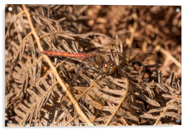 Male Common Darter Dragonfly Acrylic by Paul Fleet