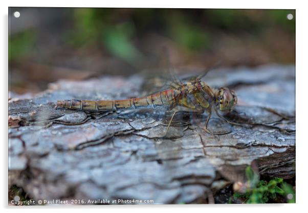 Resting Common Darter Dragonfly Acrylic by Paul Fleet