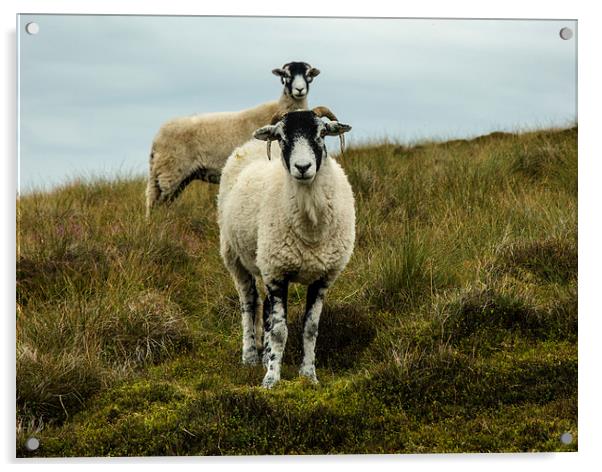 Sheep In Coverdale Acrylic by Steven Garratt