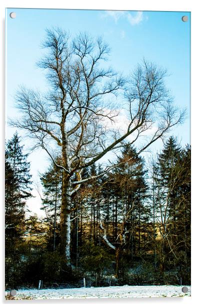 Snowy Tree In Winter Acrylic by Steven Garratt