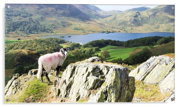 Sheep Over Crummock Water, Lake District, Cumbria Acrylic by Steven Garratt