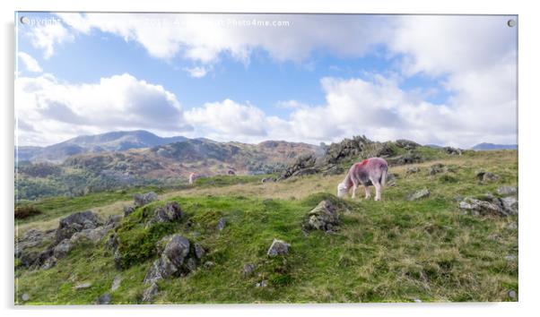 Herdwick Sheep near Spedding Crag, Chapel Stile, l Acrylic by Steven Garratt