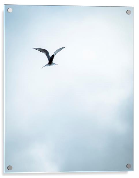 Artic Tern in Flight Acrylic by Peta Thames