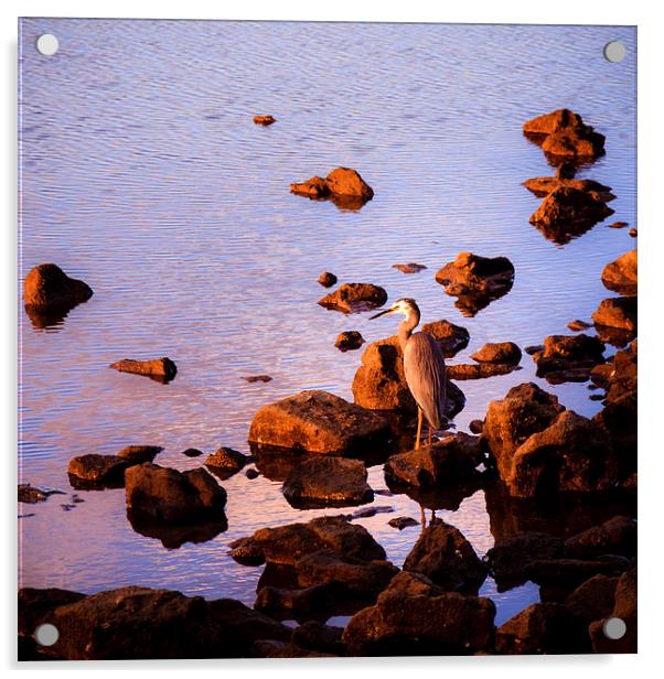 Elegant Heron Acrylic by Peta Thames