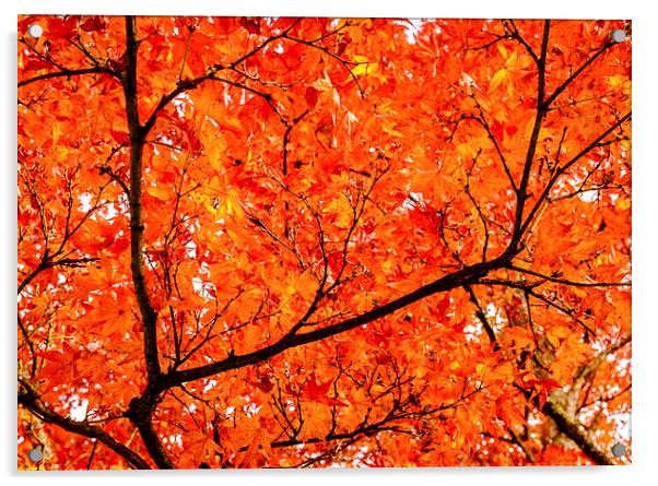 Glorious Autumn Leaves Acrylic by Peta Thames