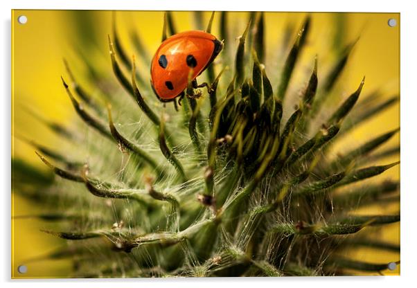  Ladybird and Thistle. Acrylic by Peter Bunker