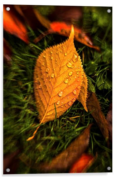  Autumn Leaf After Rain. Acrylic by Peter Bunker