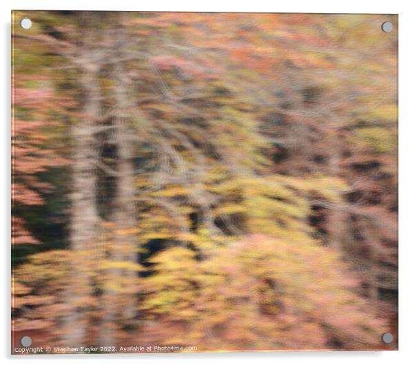 Autumn Colours Acrylic by Stephen Taylor