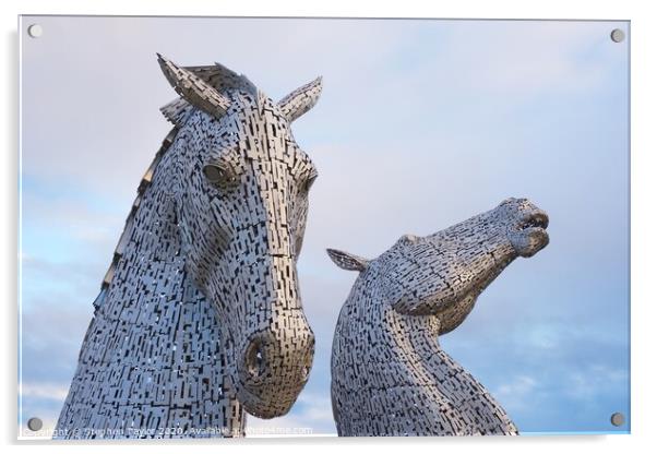 The Kelpies at sunrise Acrylic by Stephen Taylor
