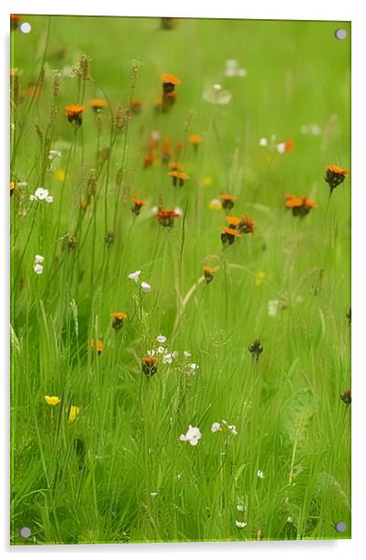 Enchanting Summer Meadow Acrylic by Andy Smith