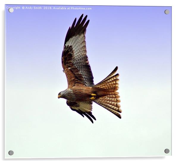 Red Kite Acrylic by Andy Smith