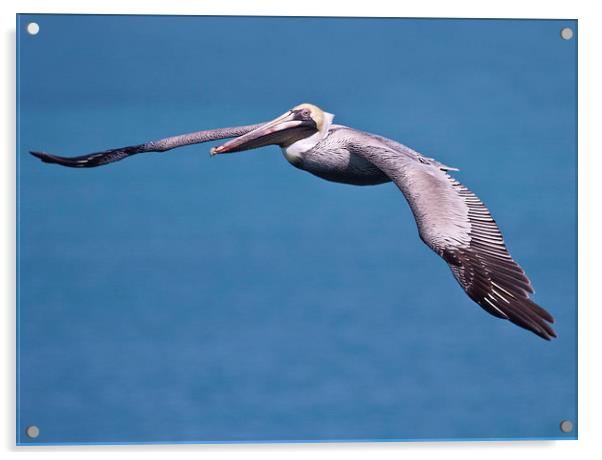 Pelican in Flight Florida Acrylic by James Bennett (MBK W
