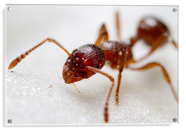 Ant Extreme macro Acrylic by James Bennett (MBK W